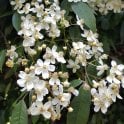 Rosa Cymosa Potted Rose