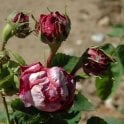 Rosa Damascena (Shrub Rose) Bare Root Rose