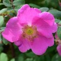 Rosa Doncasterii Bare Root Rose