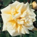 Reve D'Or Potted Rose
