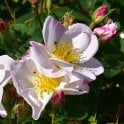 Rosa X Dupontii Potted Rose