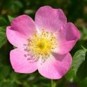 Rosa Eglanteria Potted Rose
