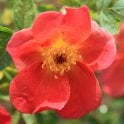 Rosa Foetida Bicolor (Shrub Rose) Bare Root Rose