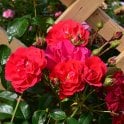 Flower Carpet Ruby Potted Rose
