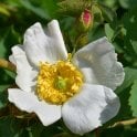 Rosa Fedtschenkoana Potted Rose