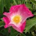 Rosa Gallica (Shrub Rose) Bare Root Rose