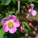 Rosa Giraldii (Shrub Rose) Bare Root Rose