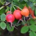 Rosa X Hibernica (Shrub Rose) Bare Root Rose