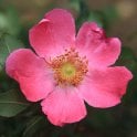 Rosa Highdownensis Bare Root Rose
