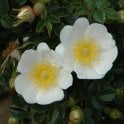 Rosa Horrida Bare Root Rose