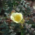 Rosa Hugonis (Shrub Rose) Bare Root Rose