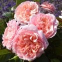 Rachel's Joy Potted Rose
