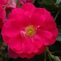 Rosa Kordesii (Shrub Rose) Bare Root Rose