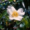 Rosa Laevigata (Rambling Rose) Bare Root Rose