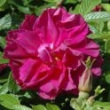 Roseraie De L'Hay Potted Rose