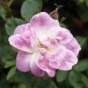 Rosa Manetti (Shrub Rose) Bare Root Rose