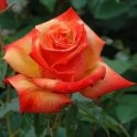 Remember Me Potted Rose
