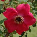 Rosa Moyesii Geranium Potted Rose