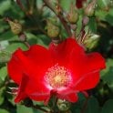 Red Max Graf Potted Rose