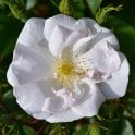 Rosa Moschata Potted Rose