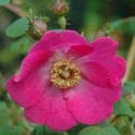 Rosa Moyesii Sealing Wax (Shrub Rose) Bare Root Rose