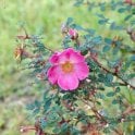 Rosa Multibracteata (Shrub Rose) Bare Root Rose