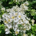 Rosa Multiflora Bare Root Rose