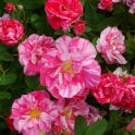 Rosa Mundi Potted Rose