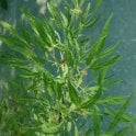 Rosa Multiflora Watsoniana (Shrub Rose) Bare Root Rose