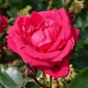Red New Dawn Potted Rose
