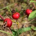 Rosa Nutkana Bare Root Rose