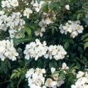 Rosa Mulliganii (Rambling Rose) Bare Root Rose