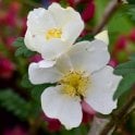 Rosa Omeiensis Pteracantha Potted Rose
