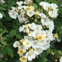 Rosalita Potted Rose