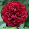 Roundelay (Climber) Potted Rose