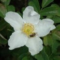 Rosa X Paulii (Shrub Rose) Bare Root Rose