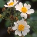 Rosa Phoenicia (Rambling Rose) Bare Root Rose