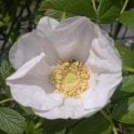 Rosa Rugosa Alba Potted Rose