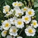 Rambling Rector Potted Rose