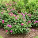 Rose De Rescht Potted Rose