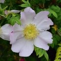 Rosa Roxburghii (Shrub Rose) Bare Root Rose