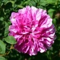 Rosa Roxburghii Plena (Shrub Rose) Bare Root Rose