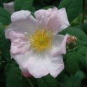 Rosa Sancta Potted Rose