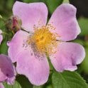 Rosa Setigera Bare Root Rose