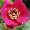 Rosa Sweginzowii Macrocarpa (Shrub Rose) Bare Root Rose
