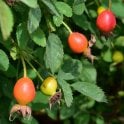 Rosa Woodsii Fendlerii (Shrub Rose) Bare Root Rose