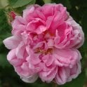 Salet Potted Rose