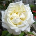 Silver Anniversary (Bush) Potted Rose