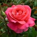 Special Anniversary Potted Rose