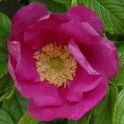 Scabrosa Potted Rose